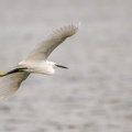 25102020-135715-Camargue-1024px.jpg