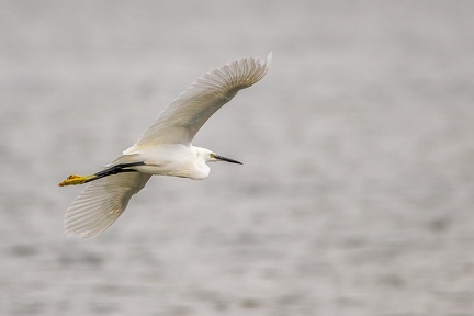 25102020-135715-Camargue-1024px