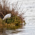 25102020-134730-Camargue-1024px.jpg