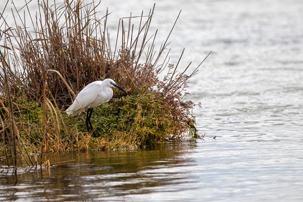 25102020-134730-Camargue-1024px