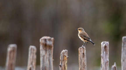 25102020-152718-Camargue-1024px