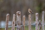 25102020-152714-Camargue-1024px