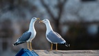 27102020-174427-Camargue-1024px