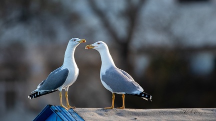 27102020-174427-Camargue-1024px