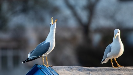 27102020-174421-Camargue-1024px