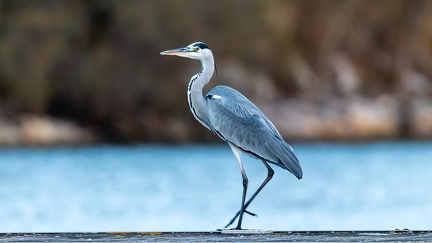 27102020-184641-Camargue-1024px