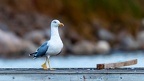 27102020-184420-Camargue-1024px