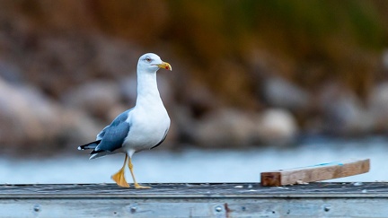 27102020-184420-Camargue-1024px