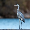 27102020-184650-Camargue-1024px.jpg