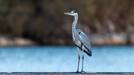 27102020-184650-Camargue-1024px