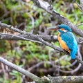 29102020-093407-Camargue-1024px.jpg