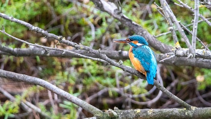 29102020-093407-Camargue-1024px