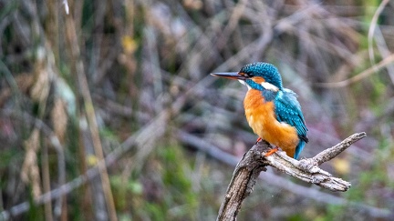 29102020-094407-Camargue-1024px