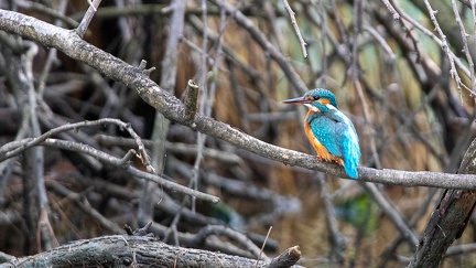 29102020-094617-Camargue-1024px