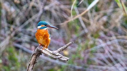29102020-094412-Camargue-1024px