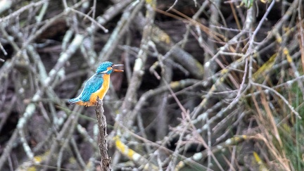 29102020-095330-Camargue-1024px