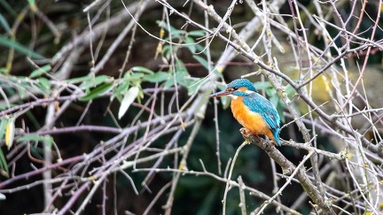 29102020-095826-Camargue-1024px