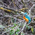 29102020-100522-Camargue-1024px.jpg
