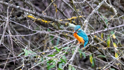 29102020-100522-Camargue-1024px