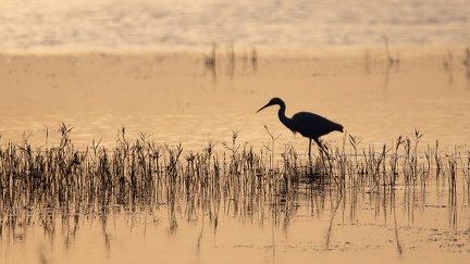 29102020-175907-Camargue-1024px