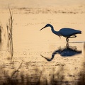 29102020-180130-Camargue-1024px.jpg
