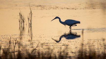 29102020-180130-Camargue-1024px