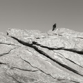 NB carré05.jpg