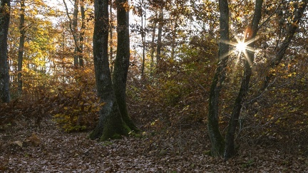 Couleurs d'automne, Bois d'Alix