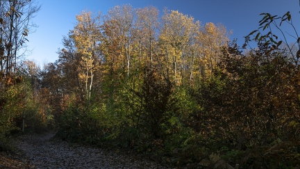 Couleurs d'automne, Bois d'Alix