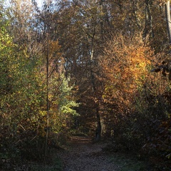 Couleurs d'automne, Bois d'Alix
