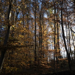 Couleurs d'automne, Bois d'Alix