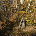 Couleurs d'automne-6.jpg