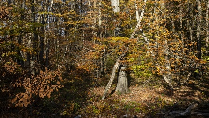 Couleurs d'automne, Bois d'Alix