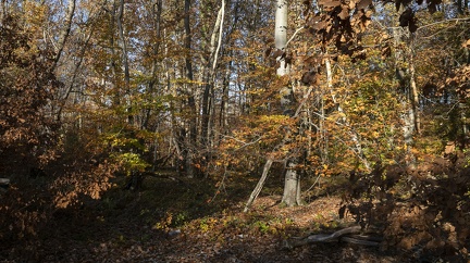 Couleurs d'automne, Bois d'Alix