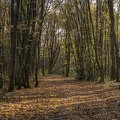 Couleurs d'Automne, Bois d'Alix.jpg