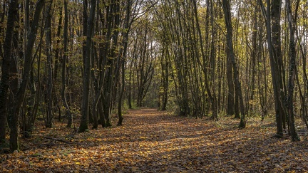 Couleurs d'Automne, Bois d'Alix