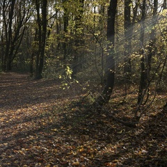 Couleurs d'automne, Bois d'Alix