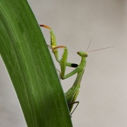 Macro photo