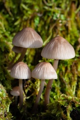 Champignons