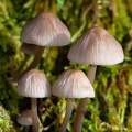 Champignons.JPG