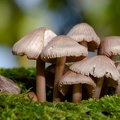 Champignons-2.JPG