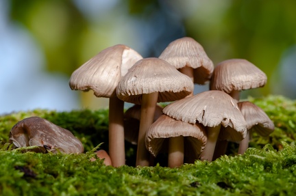 Champignons-2
