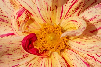 Fleur
