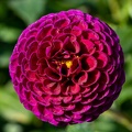Fleur-2.JPG
