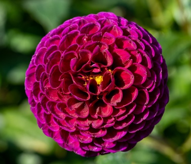 Fleur-2