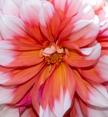 Fleur-3