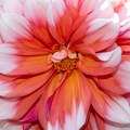 Fleur-3.JPG