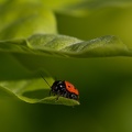 insecte.JPG