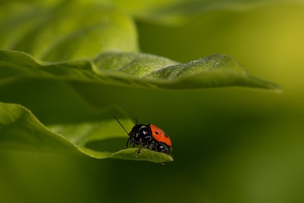 insecte