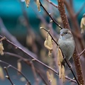 oiseau-5.JPG